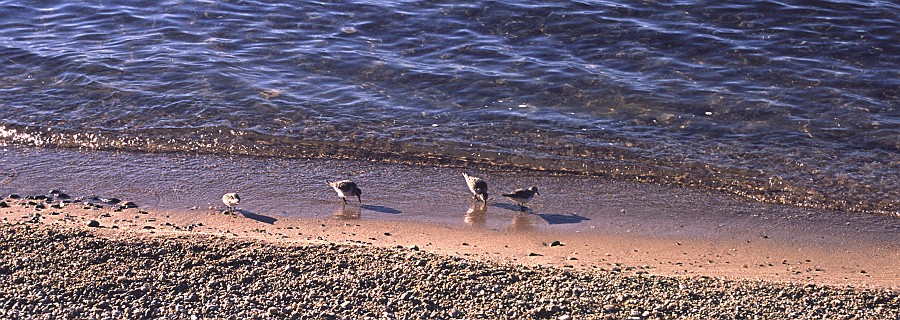 fast shore runnning birds -olkhon.jpg - Cute birds that ran fast an flew only if they had to